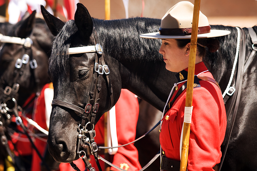 RCMP horse adoption program receives flood of public interest ...